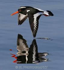 Birds That Cannot Fly Oyster Catcher Wildlife Photography Birds