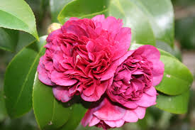They flower (depending on variety) from early autumn through to spring, adding much. Camellia Japonica Takanini