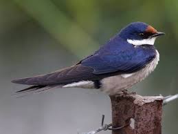 Find more indonesian words at wordhippo.com! O Xrhsths Mankulumana Kasomaphunga Sto Twitter Inkonjane Ii White Throated Swallow Lenkonjane Iphila Ngenge Letinye Tinkonjane Ifika Entfwasahlobo Inyamalale Ebusika Sidleke Sayo Sakhiwa Ngeludzaka Ngaphasi Kwemabhuloho Https T Co Gukmed8da9