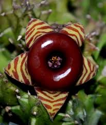 Image result for Huernia zebrina
