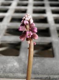 Image result for Drimiopsis