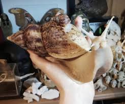 And despite her many searches, schroeder found no trace of. I Got My Huge Pet Snail A Small Pet Snail Mildlyinteresting