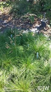 One of the largest deschampsias, this scottish born selection spawns inflorescences that float nearly 3 ft. Deschampsia Cespitosa Ssp Cespitosa California Flora Nursery
