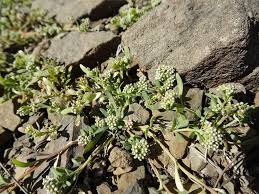 Image result for Corrigiola