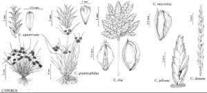 Image result for Cyperus distans