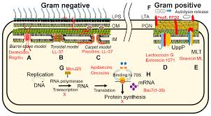 Antimicrobial Peptides in 2014