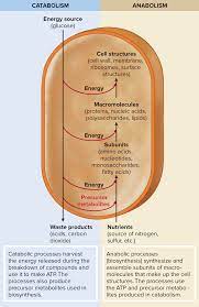 Pin On Biology Summaries