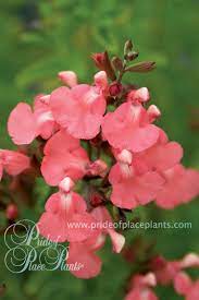 Pin On Salvias