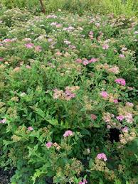 Image result for Spiraea japonica ´Little Princess