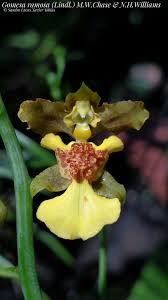 Image result for Nesaea ramosa