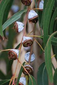 Pin By Aysun On Tohumlar Seed Pods Australian Flowers Flower Seeds