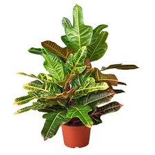 Image result for Croton