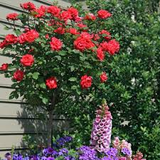 Many rose of sharon varieties with white flowers are technically bicolored: Red Knock Out Rose Tree Naturehills Com