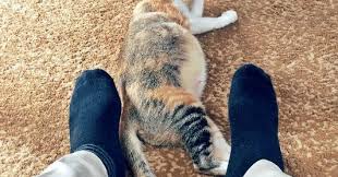 Namun ketika ia meringkuk pada pangkuan anda dan mendengung, kemungkinan besar ia memang sedang mengekspresikan rasa cintanya pada. Cara Merawat Kucing Hamil Sampai Melahirkan Hobinatang