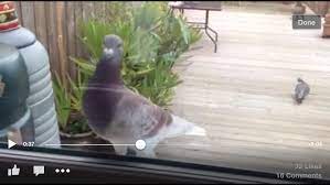 How To Care For A Rescued Pet Pigeon For Newbies