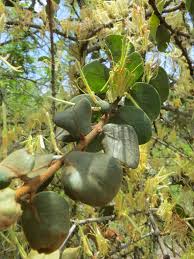 Image result for Erianthemum virescens