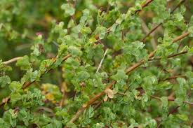 Image result for Cliffortia