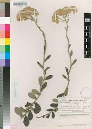 Image result for Helichrysum panduratum