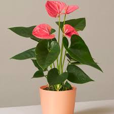 Mom would really like to hear words of gratitude and appreciation to signify all her efforts are recognized. Best Mother S Day Flowers 2021 Bouquets For Mother S Day