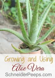 Tips For Growing Aloe Vera Indoors And Out Plus Using Aloe Vera Schneiderpeeps Growing Aloe Vera Aloe Vera Plant Plants