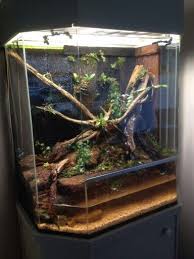 Pin By Travis Braley On Vivarium Idea S Supplies Vivarium Reptile Zoo Planted Aquarium