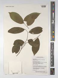 Image result for Shirakiopsis