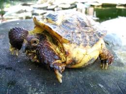 Tortoise Trust Web Feeding Your Tortoise