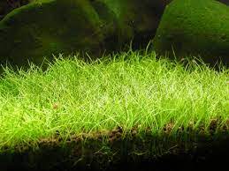 Salah satu faktor yang penting adalah memasukkan unsur alam. Cara Menanam Rumput Air Di Aquarium Dan Perawatannya Setiap Hari Ilmubudidaya Com
