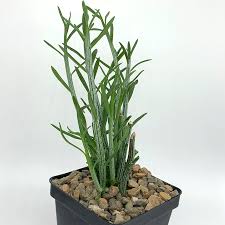 Image result for Senecio hastatus