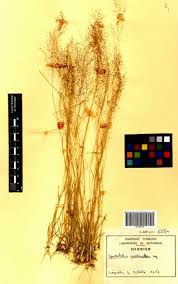 Image result for Sporobolus pectinellus