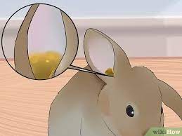 The other day i woke up to find her laying on her side inside her house with her back legs sticking out. 3 Ways To Clean Your Rabbit S Ears Wikihow Pet
