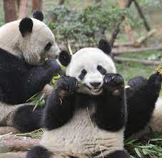 Welcome to the official twitter of panda security! Grosser Panda Darum Reiben Sich Pandabaren Mit Pferdemist Ein Welt