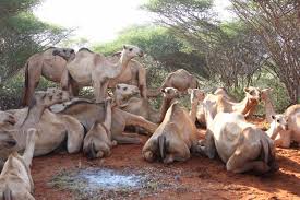 Start studying red blood cell morphology. Hon Aden Duale Egh Mp On Twitter 6 One Reason Camels Can Go So Long Without Water Is Because Their Red Blood Cells Are Oval Shaped They Flow Rather Than Clump When The