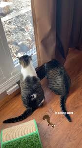 #catsreels #catsrule #squirrelwatching #kittycats #squirrellife #catslovers