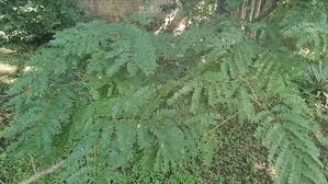 Image result for Pseudoeriosema