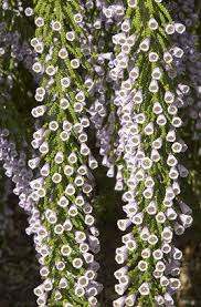 Image result for Fabiana imbricata