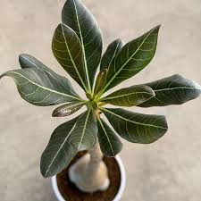 Socotranum Instagram Posts Photos And Videos Picuki Com
