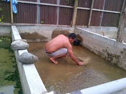 7 Kunci Cara Ternak Lele Yang Terbukti Berhasil Lengkap