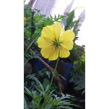 Bunga warna kuning memiliki kesan yang cerah dan ceria sehingga sangat cocok ditanam pada taman rumah. Nama Ahmad Taha Tolu Judul Bunga Kuning Deskripsi Bunga Flickr