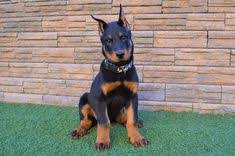 Beauceron puppies for sale uk. 37 Beauceron Ideas Beauceron Family Dogs Puppies
