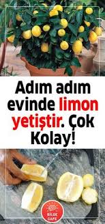 Adim Adim Evde Limon Agaci Nasil Yetistirilir Puf Noktalari Sebze Bahceciligi Organik Bahcecilik Limon