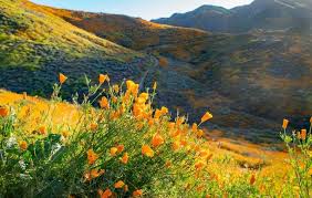 Apparently the trails are only open on weekends, creating a mess as visitors traipse around the barriers and among the flowers to photograph themselves, trampling the delicate blooms in the process. California Wildflowers Where To See The Southern California Superbloom