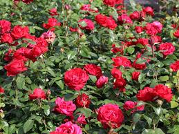They are ideal for cut flowers and make excellent showpieces in your garden or yard. Edelrose Tiamo Schonstes Rosen Sortiment Expertenwissen