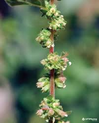 Image result for Parietaria