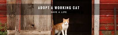These sweet felines are winning hearts left and right. Dupage County Il Animal Services Adopt A Working Cat