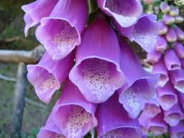 Purple Bell Flower Things By Thefarthestunder On Deviantart Purple Bell Flowers Types Of Purple Flowers Blue Bell Flowers