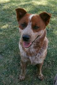 Mr Lego Chillin Red Heeler Dog Cattle Dog Red Heeler