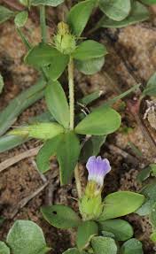 Image result for Blepharis