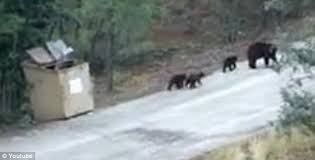 Image result for bear cubs in a dumpster