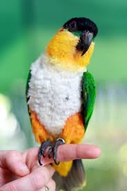 Small Green Bird With Red Spot On Head Sometimes Called The Black Billed Parrot This Amazon Parrot Is Mostly Green With Small Patches Of Red On The Wing And Sometimes Caique Parrot Parrot Pet Birds